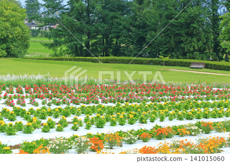 Azumino Chihiro Park Summer Flower Garden 141015060