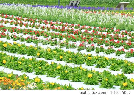 Azumino Chihiro Park Summer Flower Garden Azumino Chihiro Park Summer Flower Garden 141015062