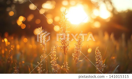 bokeh light on black background 141015315