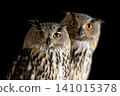 Owls standing together in a dark setting with bright eyes 141015378