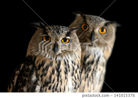 Owls standing together in a dark setting with bright eyes Owls standing together in a dark setting with bright eyes 141015378