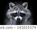 Close up view Raccoon. Wild animal isolated on a black background 141015379