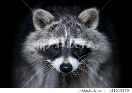 Close up view Raccoon. Wild animal isolated on a black background Close up view Raccoon. Wild animal isolated on a black background 141015379