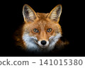 Close up view red fox. Wild animal isolated on a black background 141015380
