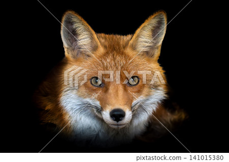 Close up view red fox. Wild animal isolated on a black background 141015380