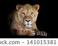 Close up adult big female lion portrait 141015381