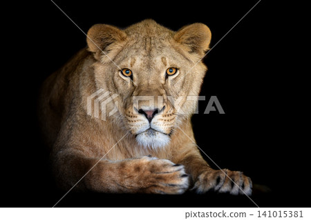 Close up adult big female lion portrait Close up adult big female lion portrait 141015381