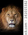 Close up adult big male lion portrait 141015382