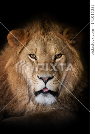 Close up adult big male lion portrait Close up adult big male lion portrait 141015382