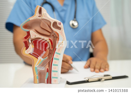 Asian doctor with nasal oral throat cavity neck human anatomy model for study diagnosis and treatment in hospital. Asian doctor with nasal oral throat cavity neck human anatomy model for study diagnosis and treatment in hospital. 141015388