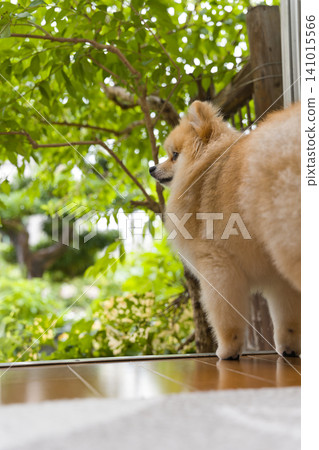 一隻博美犬站著,凝視著新鮮的綠葉。 一隻博美犬站著,凝視著新鮮的綠葉。 141015566