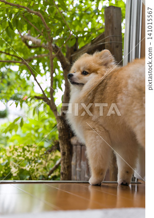 A Pomeranian standing by the window and a garden full of fresh greenery. A Pomeranian standing by the window and a garden full of fresh greenery. 141015567