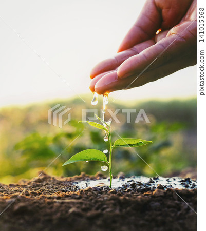 Hand gently pours water on tiny green sprout Hand gently pours water on tiny green sprout 141015568