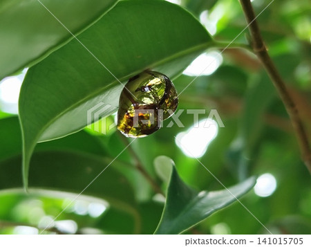 golden yellow caterpillar cocoon attached to leaf golden yellow caterpillar cocoon attached to leaf 141015705