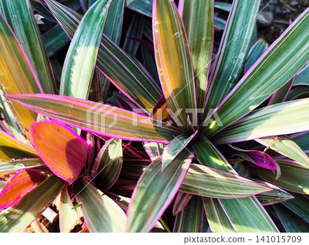 adan eva plant background photo adan eva plant background photo 141015709
