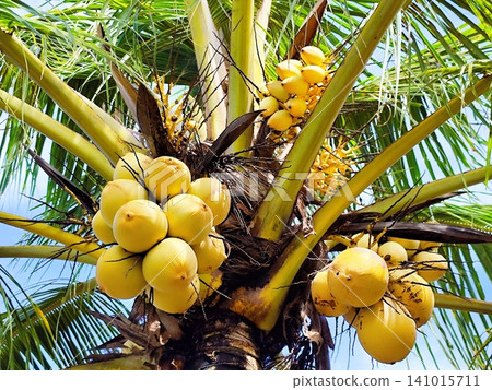 yellow coconut fruit hanging on the tree 141015711