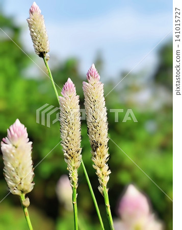 close up photo of wild boroco plant close up photo of wild boroco plant 141015727