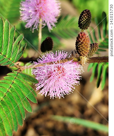 Mimosa plant with beautiful flowers Mimosa plant with beautiful flowers 141015730
