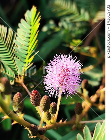 Mimosa plant with beautiful flowers Mimosa plant with beautiful flowers 141015732