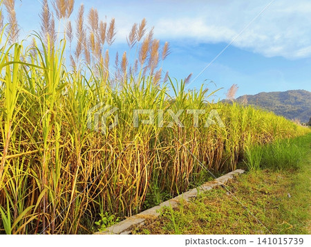 view of sugarcane plantation in bloom view of sugarcane plantation in bloom 141015739
