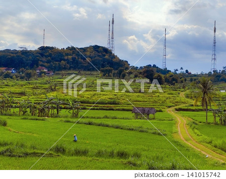 view of young rice fields on the hills in the afternoon and there are several towering signal towers view of young rice fields on the hills in the afternoon and there are several towering signal towers 141015742
