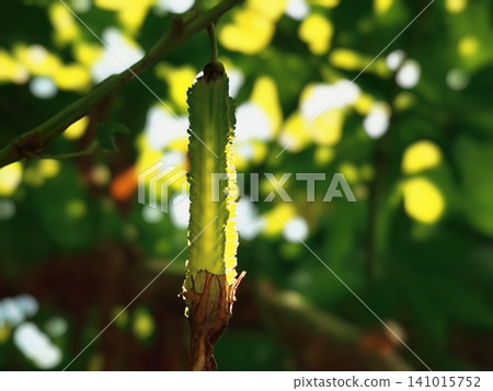 winged bean fruit hanging on a branch winged bean fruit hanging on a branch 141015752
