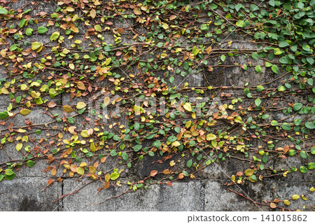 A whole wall of ivy clinging to the rain-soaked concrete wall. A whole wall of ivy clinging to the rain-soaked concrete wall. 141015862