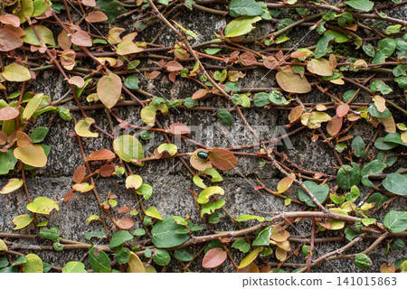 Ivy clinging to a concrete wall dampened by rain. Ivy clinging to a concrete wall dampened by rain. 141015863