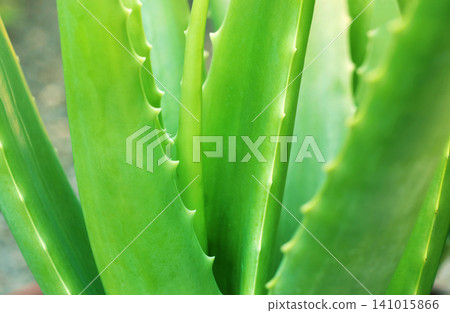 Close up of aloe vera plant growing in the garden. Close up of aloe vera plant growing in the garden. 141015866