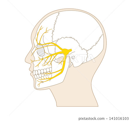 Diagram illustrating the structure of the skull and trigeminal nerve from a side view. 141016103