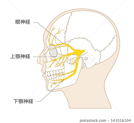 從側面觀察顱骨和三叉神經的結構示意圖。 從側面觀察顱骨和三叉神經的結構示意圖。 141016104