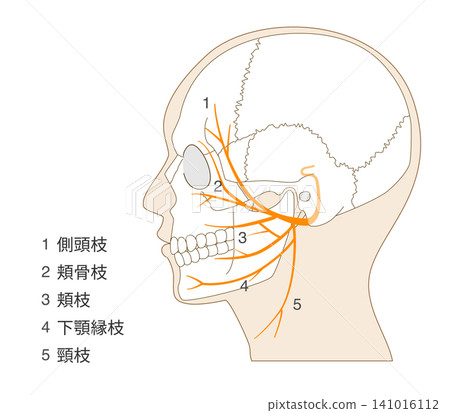 Anatomical illustration of the facial nerve's course and names viewed from the side. Anatomical illustration of the facial nerve's course and names viewed from the side. 141016112