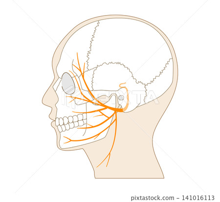 Anatomical illustration of the facial nerve pathway and skull viewed from the side. 141016113