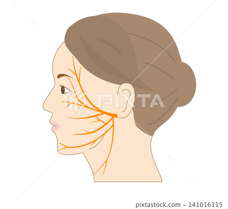 A simple illustration of a woman's face and the course of the facial nerve from the side. A simple illustration of a woman's face and the course of the facial nerve from the side. 141016115