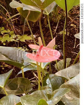Anthurium Anthurium 141016151