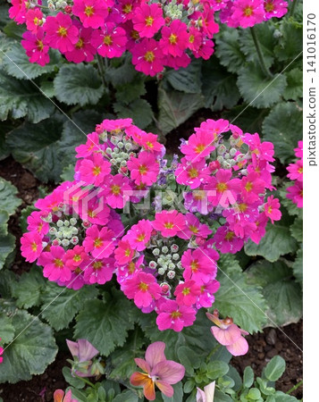 Primula Maracoides Primula Maracoides 141016170