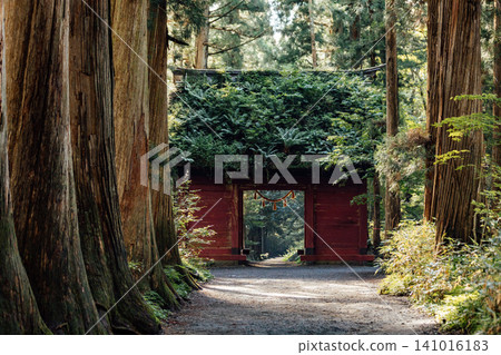 [長野市戶隱] 戶隱神社內殿：瑞神門與杉樹大道的景色。 141016183
