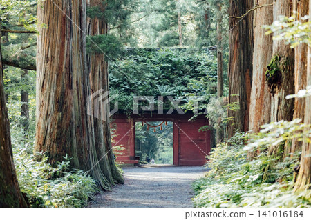 [Togakushi, Nagano City] Togakushi Shrine Inner Sanctuary: The view of the Zuishinmon Gate and the cedar avenue. 141016184