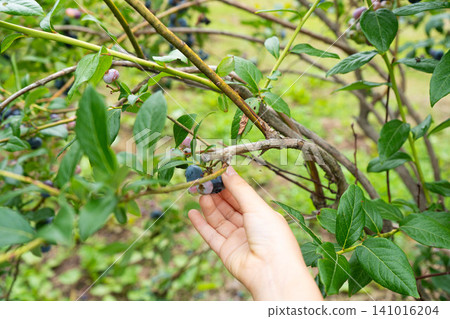 A photograph of a child's hand experiencing blueberry picking. A photograph of a child's hand experiencing blueberry picking. 141016204
