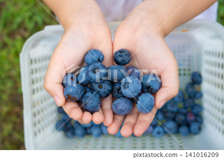 A photograph of a child's hand full of blueberries after harvesting. A photograph of a child's hand full of blueberries after harvesting. 141016209