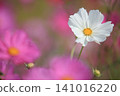 一朵白色的波斯菊 141016220