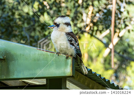 A Kookaburra sitting on a roof in a campground in the Blue Mountains 141016224