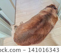 一隻迷你臘腸犬在地板上放鬆休息 141016343