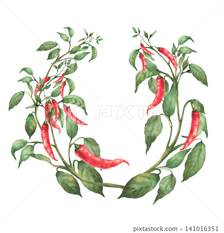 Hot Chili pepper plant wreath. Red pods, green leaves on the vegetables branch. Watercolor realistic hand painted illustration, circle template for gardening, round food spicy label. Isolated on white 141016351