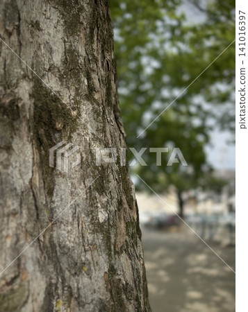 樹皮和公園在散景背景下 樹皮和公園在散景背景下 141016397