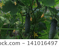 Mini cucumbers from a home garden 141016497