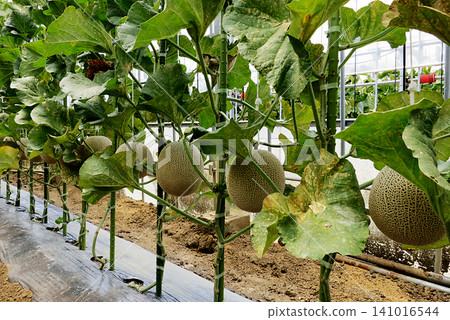 Greenhouse melon cultivation 141016544