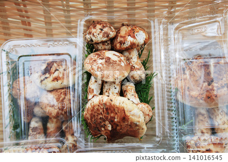 Matsutake mushrooms from Boshu lined up at the direct sales store Matsutake mushrooms from Boshu lined up at the direct sales store 141016545