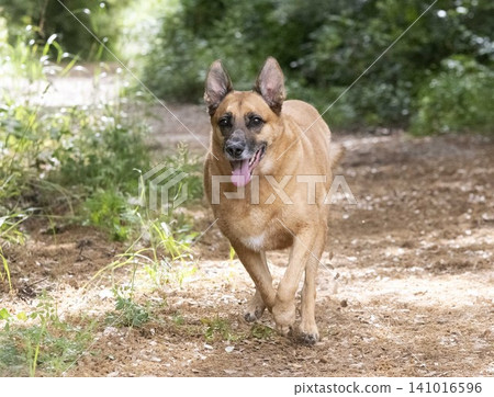 belgian shepherd in nature 141016596