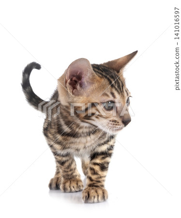 bengal kitten in studio bengal kitten in studio 141016597